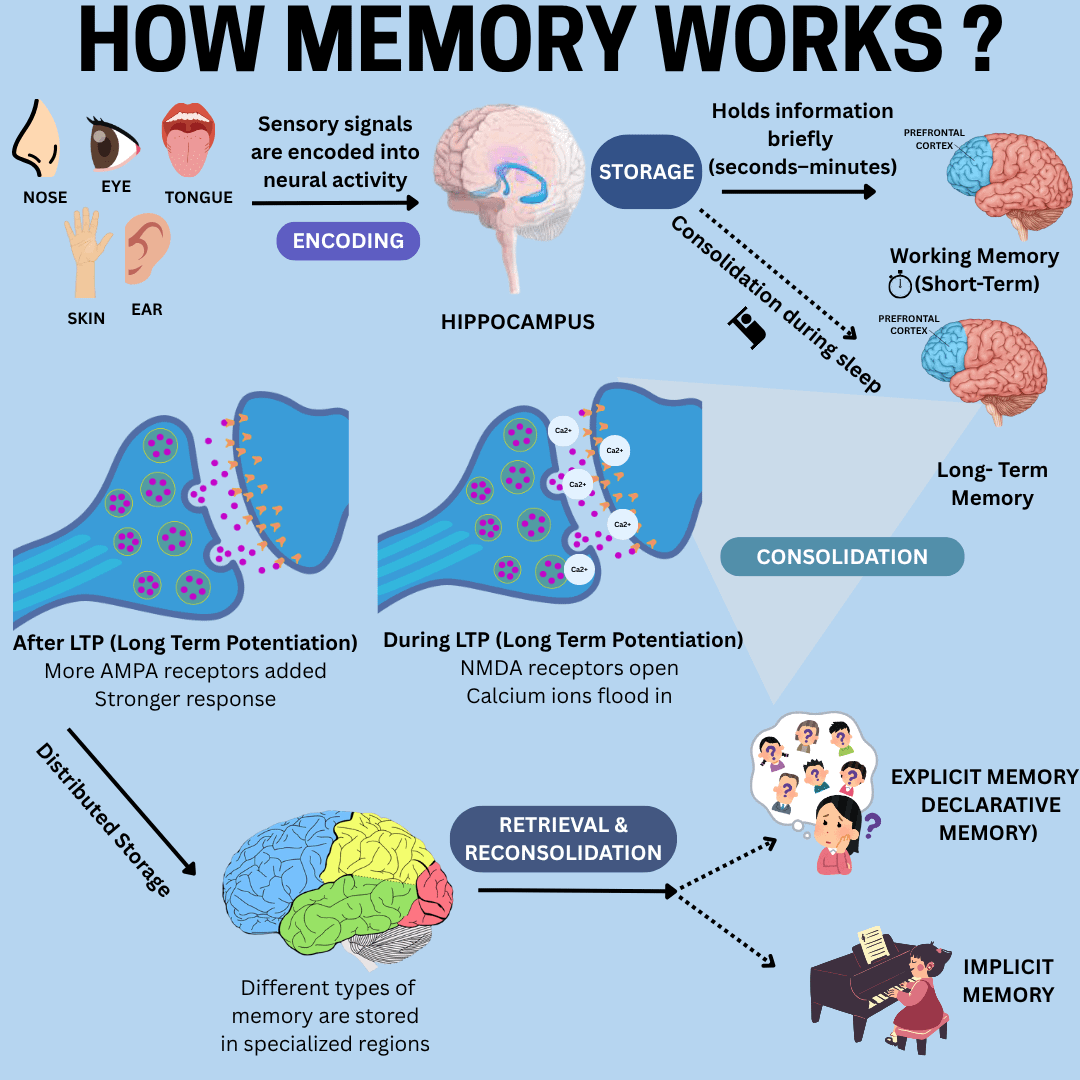 The Science Behind Remembering: How Memory Works? - biopracify.in